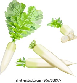 Set of daikon radishes for banners, flyers, posters, cards. Whole, half, and sliced daikon radish. Root vegetables. Japanese Radon, White Chinese Radish, mooli, White Radish. Vector illustration