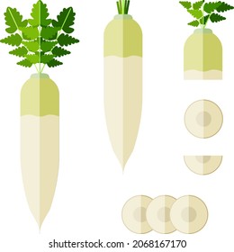 Ensemble de radis daikon pour bannières, prospectus. Tout, moitié, et tranché du radis daikon. Légumes racines. Radon Japonais, Radis Chinois Blanc, Mooli, Radis Blanc. Style plat. Illustration vectorielle