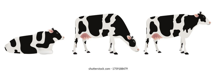 Set of dairy cattle stand, eating grass, sit down and sleep, black and white cow isolated on white background. EPS.file
