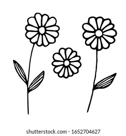 Set of daisies drawn by hand on a white background. Vector illustration. 