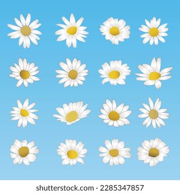set of daisies flower collection vector