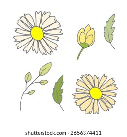 set of daisies flower set isolated on white background