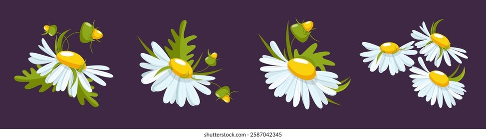 Set of daisies and foliage, on a dark background. Delicate elements with a summer mood for decor, invitations, cards, posters, stickers, stories.
