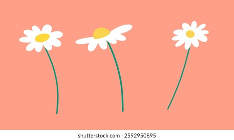 Set of daisies in hand-drawn style. Vector flat floral elements