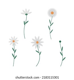 Set of daisies on a white background. vector illustration