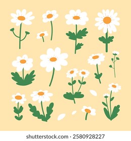 Set of daisies spring flowers with green leaves. Chamomile with white petals. Vector illustration elements isolated on yellow background. 