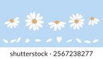 Set of daisy chamomile flower and white petal icon signs on blue background vector.