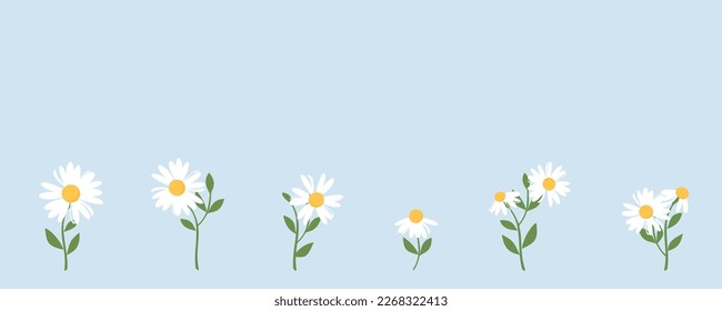 Set of daisy flower with green leaves on blue background vector illustration. 