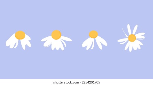 Juego de símbolo de icono de flor margarita en la ilustración del vector de fondo morado.