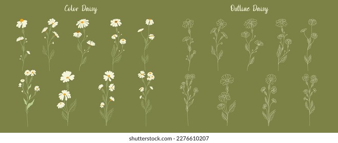 Set of daisy flowers. Chamomile illustration. Vector.