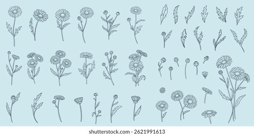a set of daisy flowers in a linear hand-drawn style
