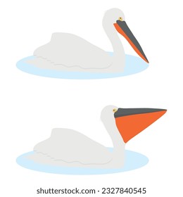 Set of Dalmatian pelican bird. Pelecanus crispus isolated on white background. Water bird floats on the water. Vector illustration.