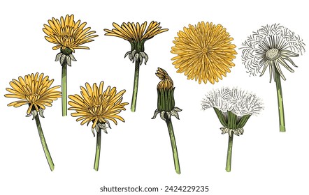 Set Set Set Set Set mit Blumenzwiebelblumen, handgezeichnet, bunte Skizze zum Zeichnen von Vektorgrafik, einzeln auf weißem Hintergrund