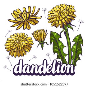 Set of dandelion flowers. Hand drawn vector illustration