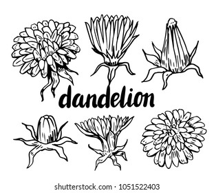 Set of dandelion flowers. Hand drawn vector illustration
