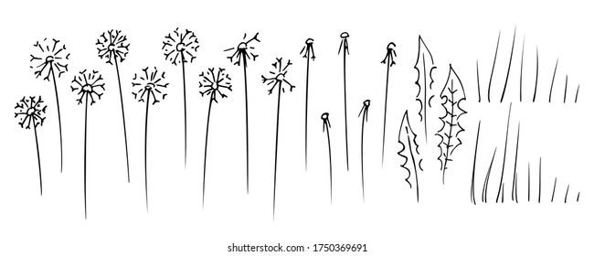 Set of dandelion flowers with leaves and blades of grass, black ink hand-drawn sketch on white background