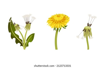 Set of dandelion flowers with stalk and leaves in different stages of flowering vector illustration