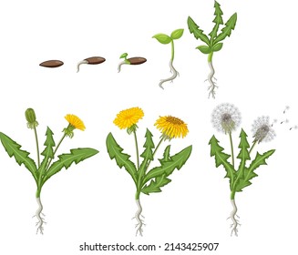 Set of dandelion life cycle illustration