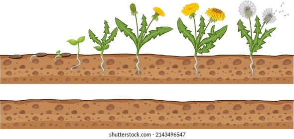 Set of dandelion life cycle illustration