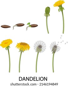 Set of dandelion life cycle illustration