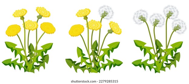 Set of dandelion on white background. Cartoon herbal vector illustration.