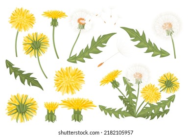 Set of dandelions flowers with feathers and green leaves blowing seasonal flower vector illustration isolated on white background