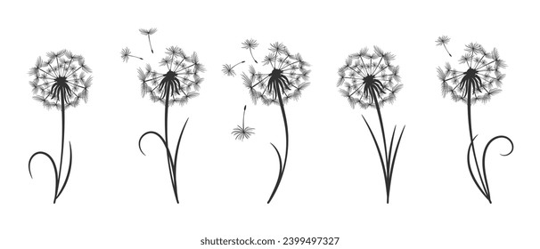 Set of dandelions with flying fluffy seeds. Sketch, black and white illustration, vector