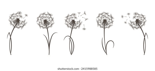 Set of dandelions with flying fluffy seeds. Sketch, black and white illustration, vector