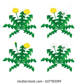 Set dandelions icon  isolated on a white background 