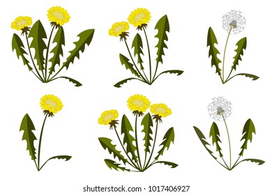 Set of dandelions on white background. Flat Design. Vector Illustration 