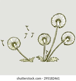 Set of dandelions. Vector Image