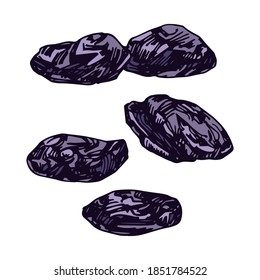 set of dark blue crumpled prunes, delicious food, sweet dessert fruits, color vector illustration with contour lines isolated on a white background in a doodle and hand drawn style