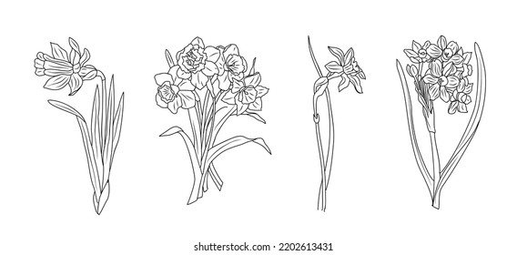 Set of December birth month flowers Narcissus line art vector illustration. Hand drawn black ink sketch. Perfect for modern jewelry, tattoo, invitations, wall art, logo, packaging and labeling design.