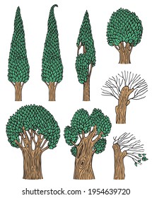A set of deciduous trees isolated on a white background. Old forest trees with thick trunks and green leaves. Simple vector drawing of a group of stylized plants in a flat cartoon style