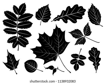 Set of decorative autumn leaf silhouette. Vector maple, rowan, oak, birch leaves