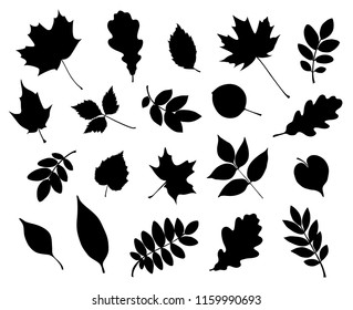 Set of decorative autumn leaf silhouette. Vector illustration. Maple, oak rowan and other foliage shapes
