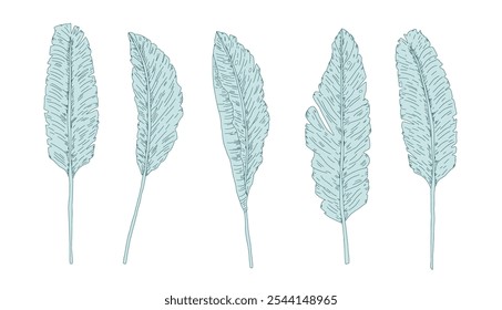 Conjunto de hojas de plátano decorativas. Símbolos de pureza, abundancia y hospitalidad. Ilustración de colección dibujada a mano de Vector aislada sobre fondo blanco