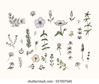 Set of decorative botanical hand drawn elements of different flowers, herbs, berries, foliage. 
Graphic collection with fantasy wild plants.