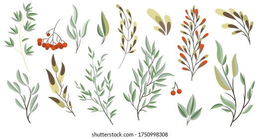 Set of decorative branches and leaves. Collection of design elements for decoration. Vector illustration.