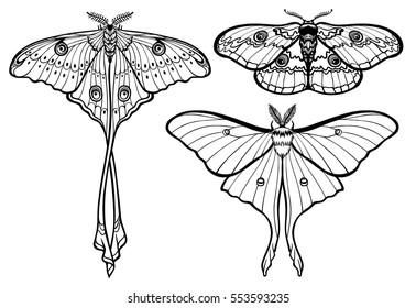 Set of decorative butterflies. Monochrome drawing isolated on a white background.. Vector illustration. Print, posters, t-shirt, textiles.