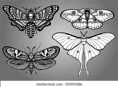 Set of decorative butterflies. Monochrome drawing isolated on a gray background. Vector illustration. Print, posters, t-shirt, textiles.