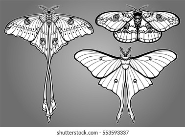 Set of decorative butterflies. Monochrome drawing isolated on a gray background. Vector illustration. Print, posters, t-shirt, textiles.