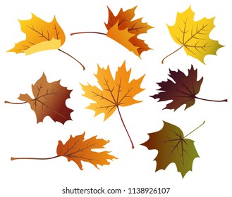 Set of decorative colorful autumn maple leaves. Vector leaf isolated on white