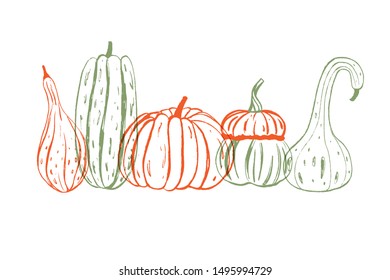 Set of decorative colorful pumpkins. Hand drawn sketch vector autumn illustration. Thanksgiving Day card. Logotype. Holiday background. Harvest.