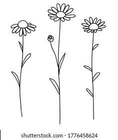 Set of decorative daisy isolated on white. Vector illustration. Line art flowers