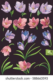 Set of decorative elements with beautiful spring blossoming flowers crocuses, isolated on dark. Floral nature elegant design. Arrangement illustration greeting easter, happy Mothers and Women Day card