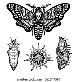 Set of decorative elements: moth Dead head, doll, larva, radiolaria. Linear drawing isolated on a white background. Vector illustration. Print, posters, t-shirt, textiles.