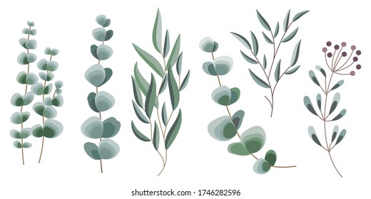 Conjunto de ramas decorativas de eucalipto. Colección de varias ramas de eucalipto. Ramas y hojas decorativas. Elementos de diseño para la decoración. Ilustración vectorial.