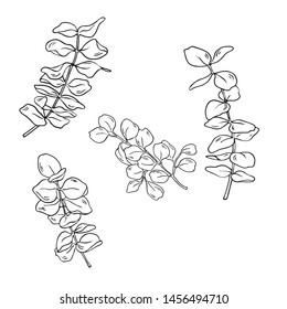 Set of decorative eucalyptus branches isolated on white background. Hand drawn vector illustration.
