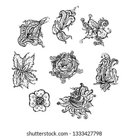 Set of decorative floral design elements. hand-drawn vector illustration on white background